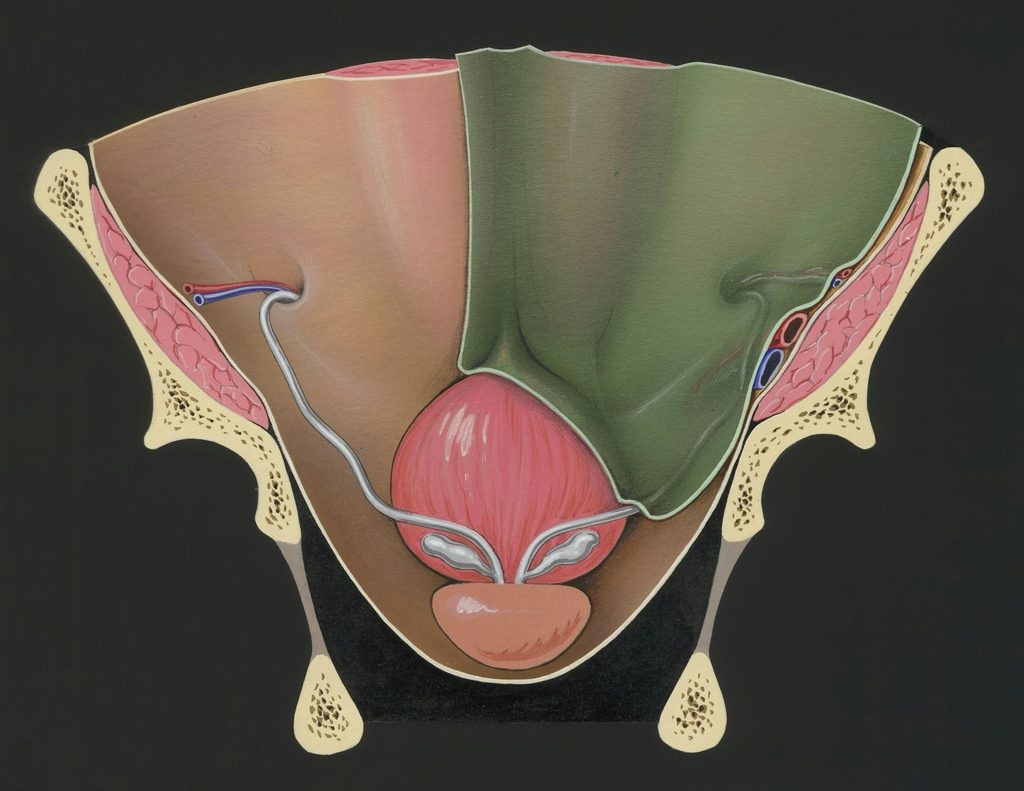 Medical illustration of the ovaries and female reproductive system